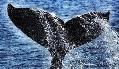 avistamiento ballenas okinawa