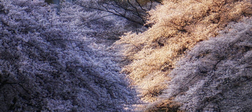 Ueno Park