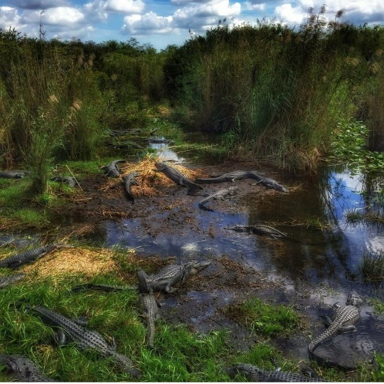 Shark valley Florida