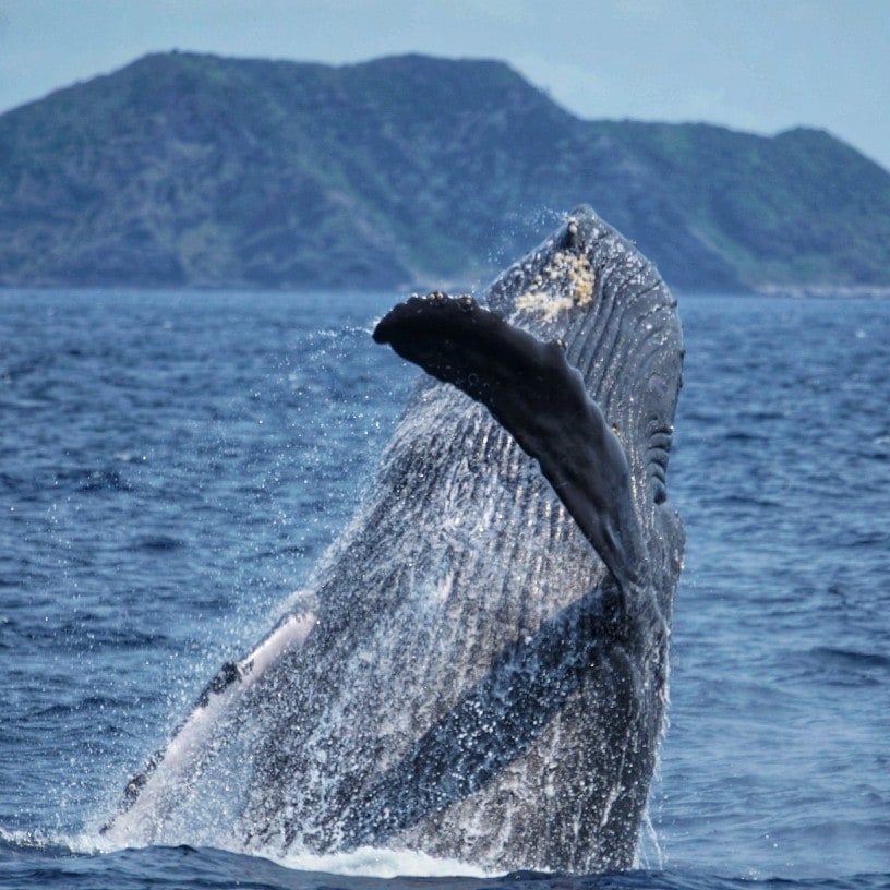 Ballenas en libertad Zamami Japón