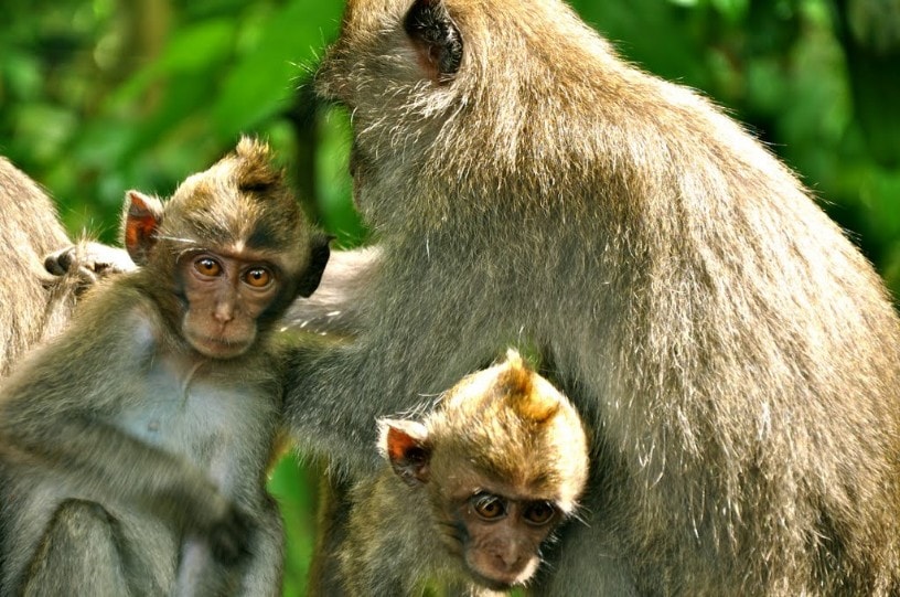 Macacos de Bali