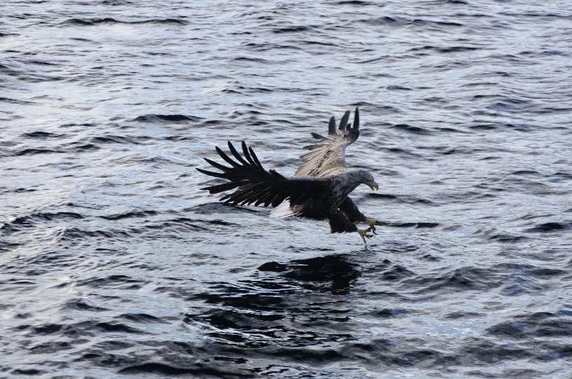 Sea eagle Noruega