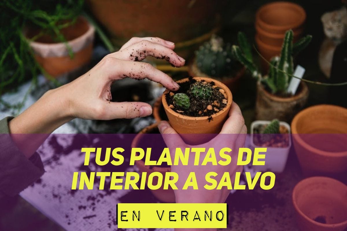 riego automatico para plantas de interior